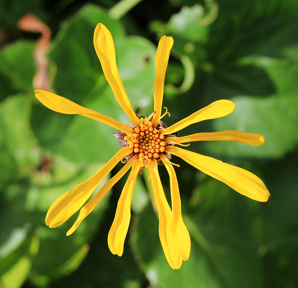 Изображение особи Ligularia alticola.