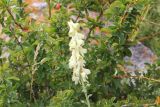 Aconitum krylovii. Соцветие на фоне Berberis sibirica. Республика Алтай, Усть-Канский р-н, луг у подножия Белой горы. 27.07.2020.