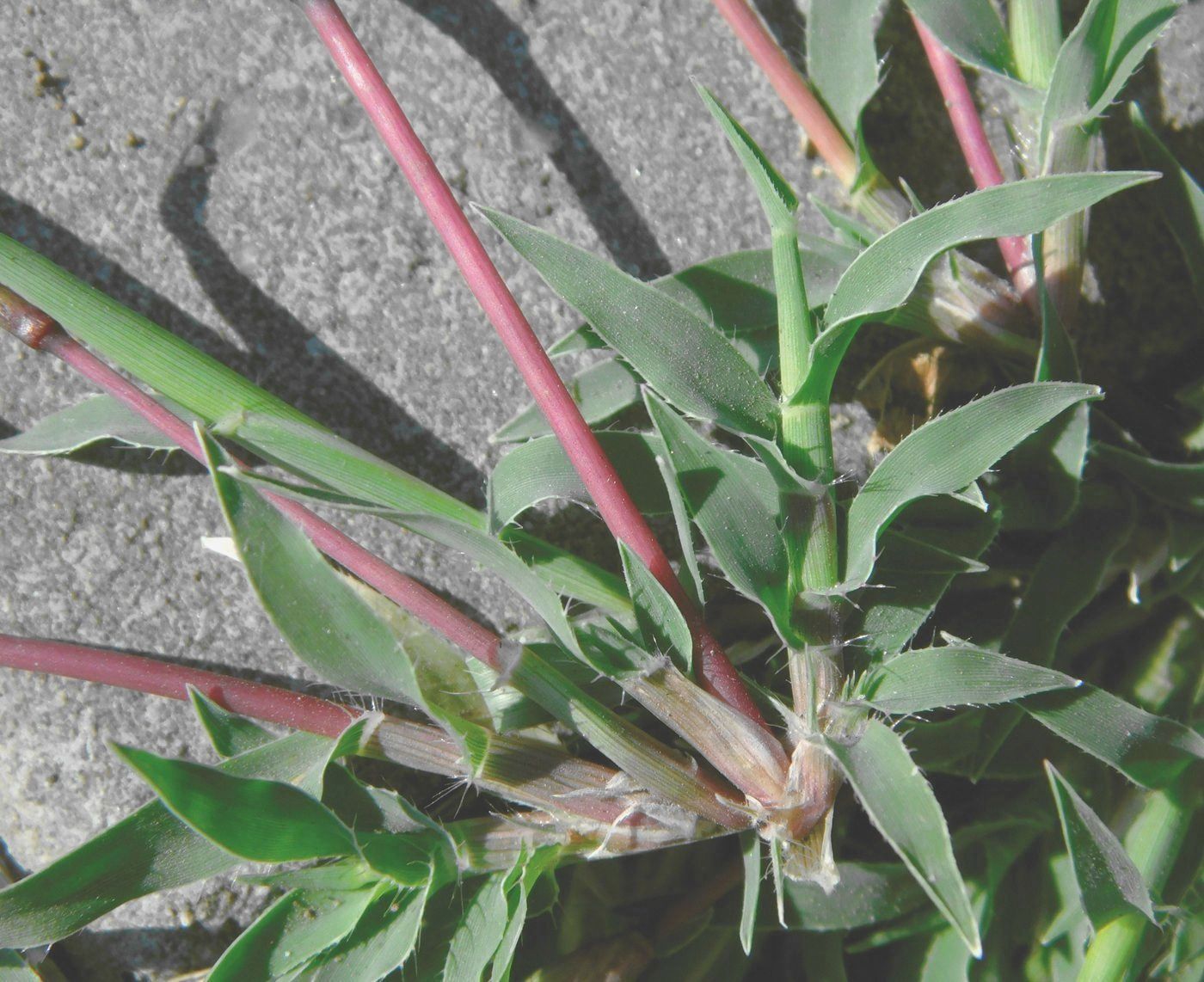 Image of Tragus racemosus specimen.