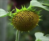 Helianthus annuus