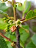 Frangula alnus