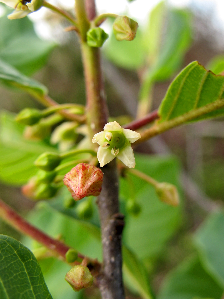 Изображение особи Frangula alnus.