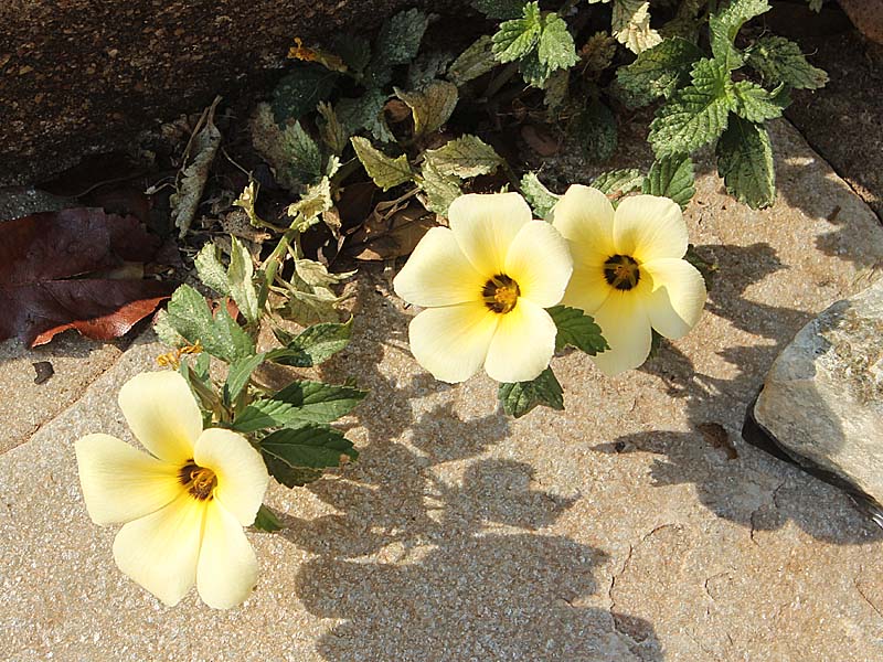 Image of Turnera subulata specimen.