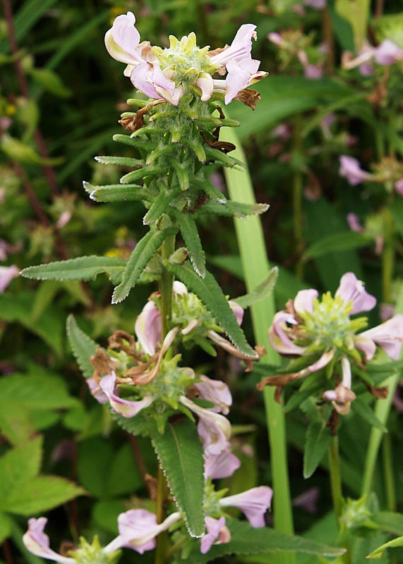 Изображение особи Pedicularis resupinata.