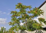 Ailanthus altissima