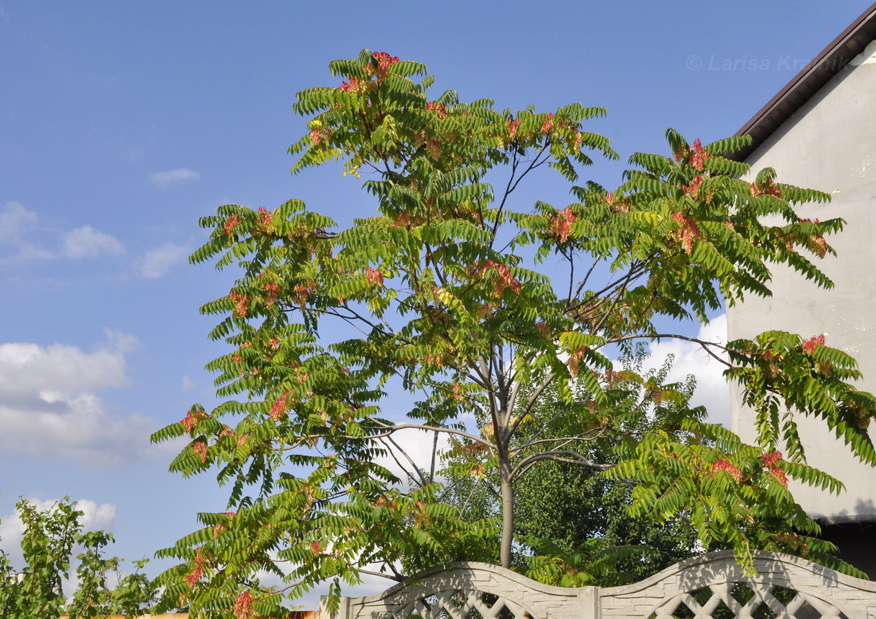 Изображение особи Ailanthus altissima.