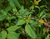 Bidens frondosa