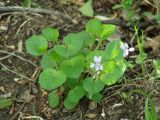 Viola sacchalinensis