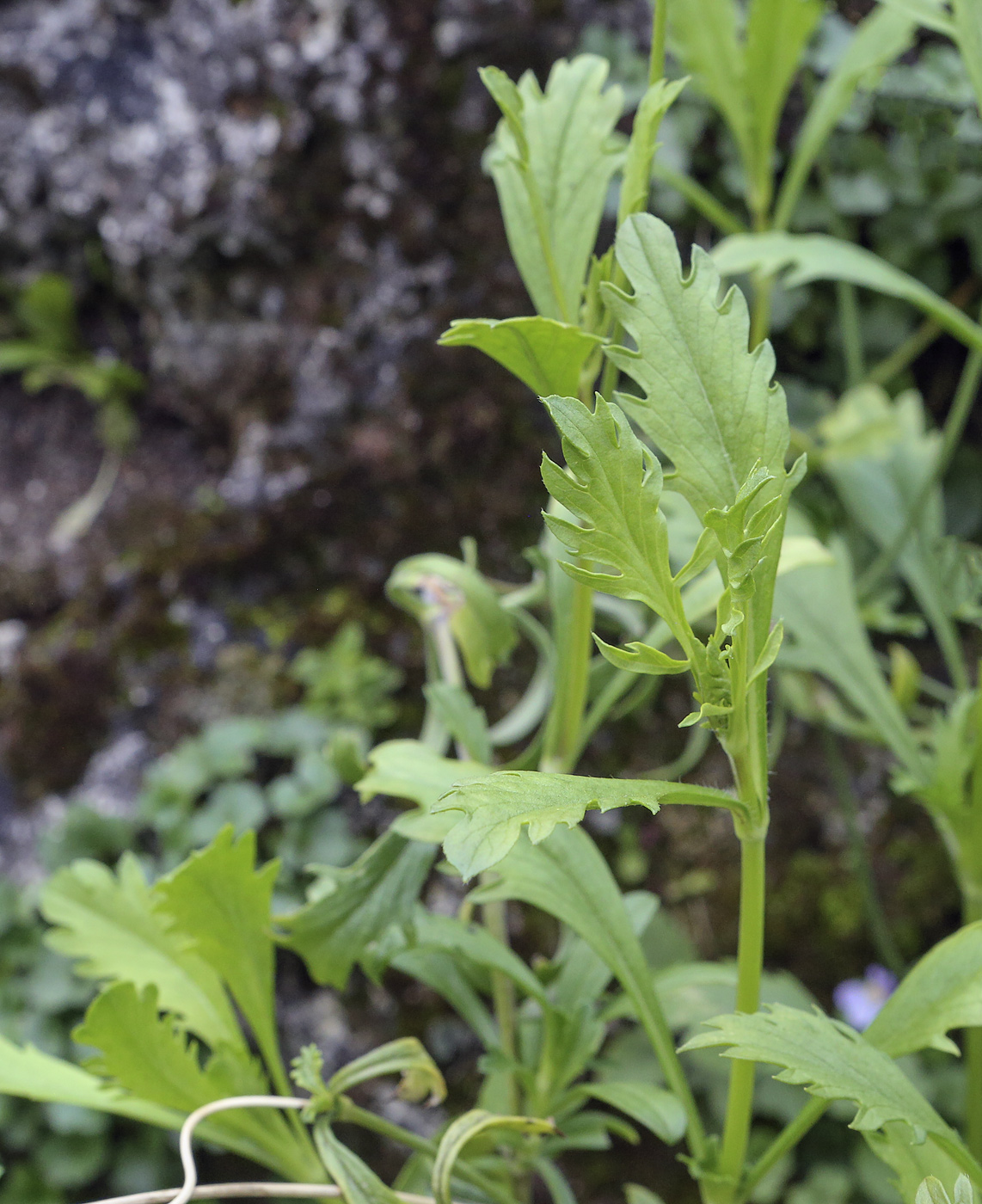 Image of Sixalix atropurpurea specimen.