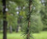 Larix principis-rupprechtii