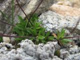 Draba supranivalis