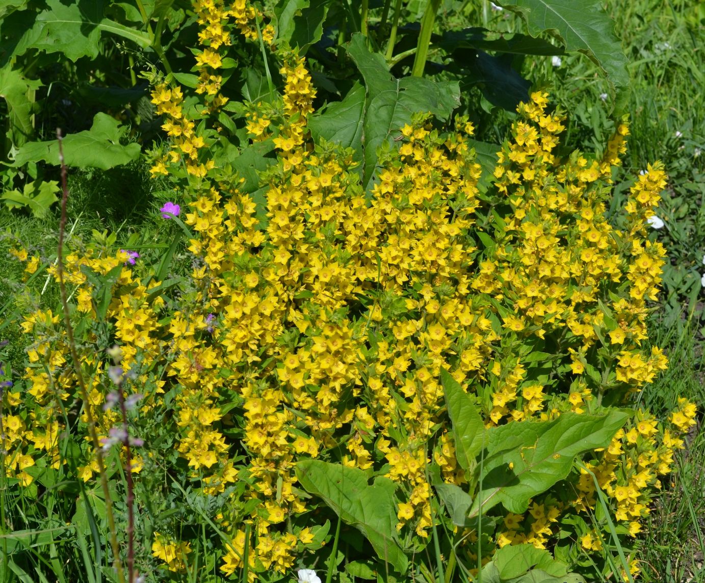 Изображение особи Lysimachia punctata.