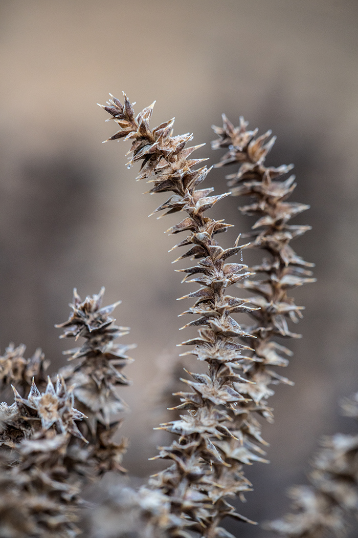 Image of Salsola pontica specimen.