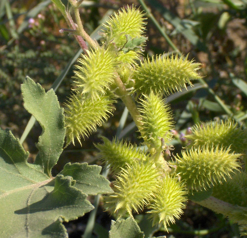 Image of Xanthium orientale specimen.