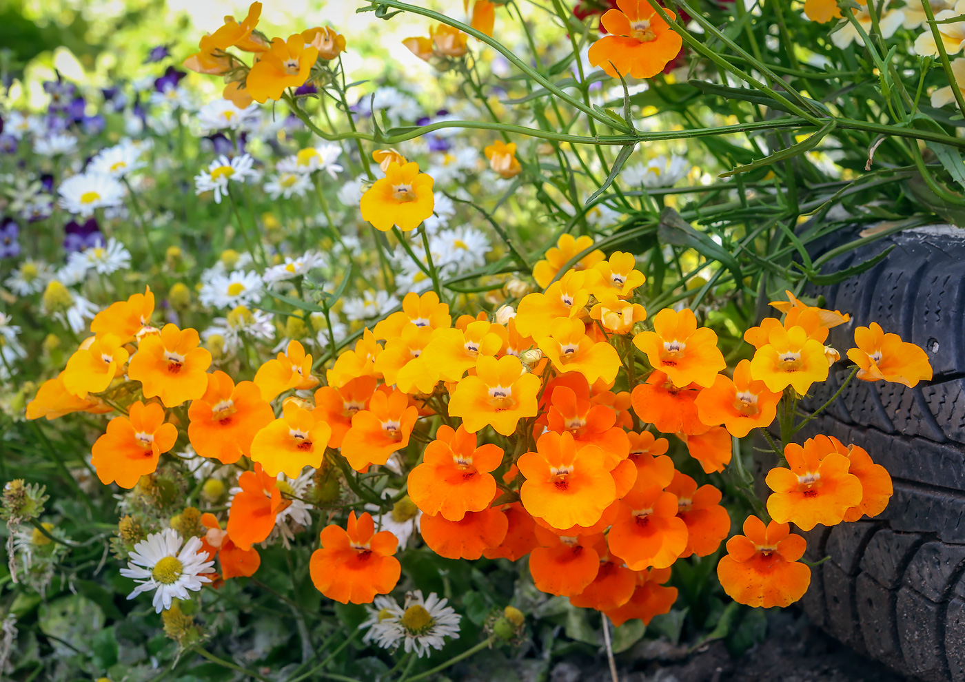 Image of Nemesia strumosa specimen.