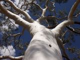 Corymbia aparrerinja. Часть ствола и кроны вегетирующего дерева. Австралия, Северные Территории, горная система Восточный Макдоннелл (East MacDonnell), заповедник \"Trephina Gorge\", саванное редколесье. 24.10.2009.