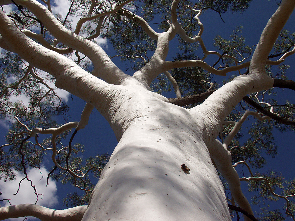 Image of Corymbia aparrerinja specimen.