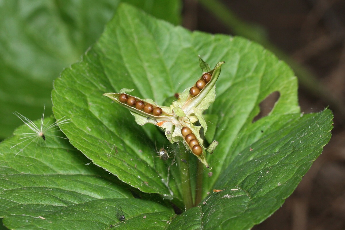 Image of Viola mirabilis specimen.