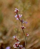 Limonium suffruticosum. Часть соцветия. Астраханская обл., Ахтубинский р-н, Богдинско-Баскунчакский заповедник, гора Большое Богдо, сухой склон. 22.08.2020.