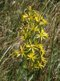 Senecio paucifolius