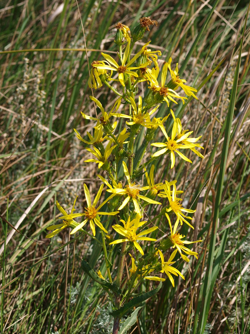 Image of Senecio paucifolius specimen.