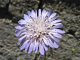 Knautia integrifolia ssp. urvillei