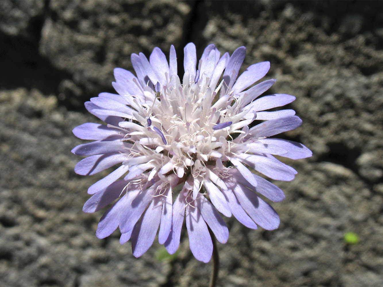 Image of Knautia integrifolia ssp. urvillei specimen.