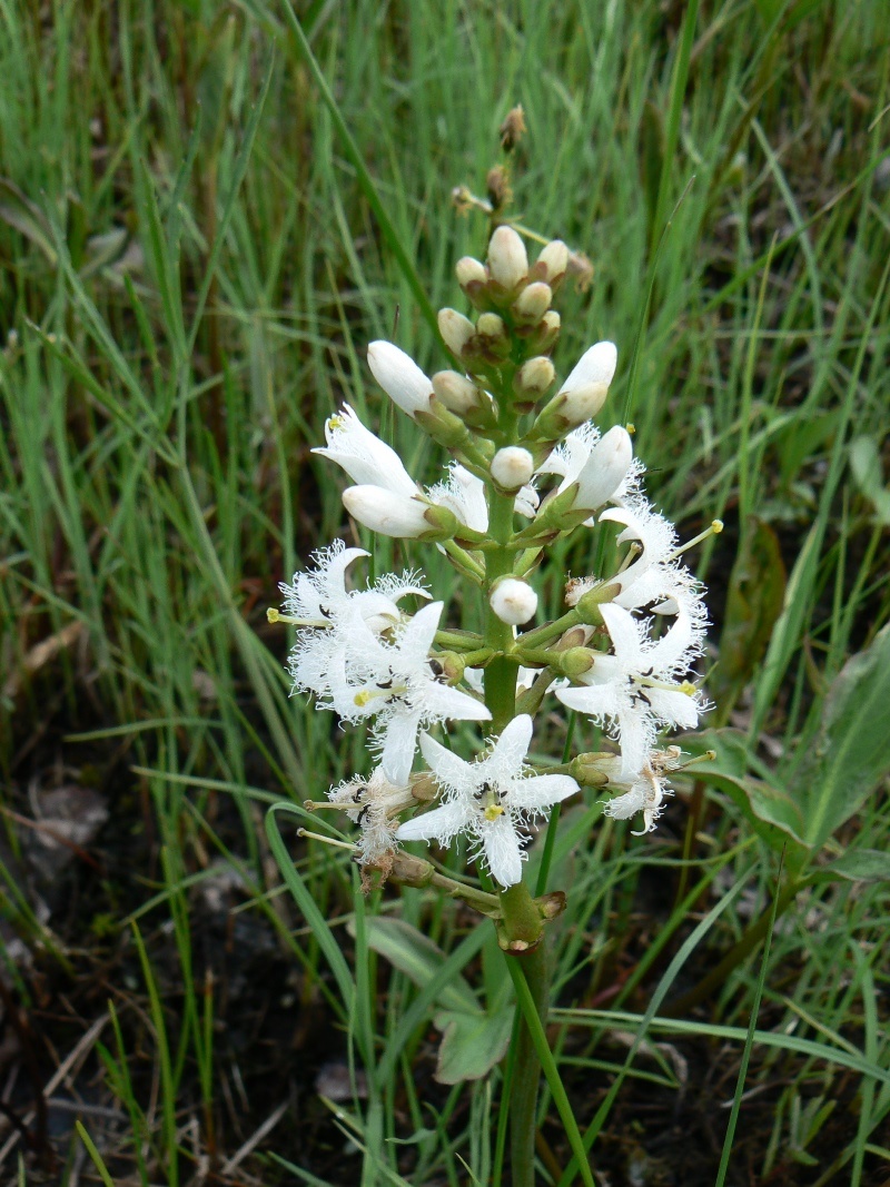 Image of Menyanthes trifoliata specimen.