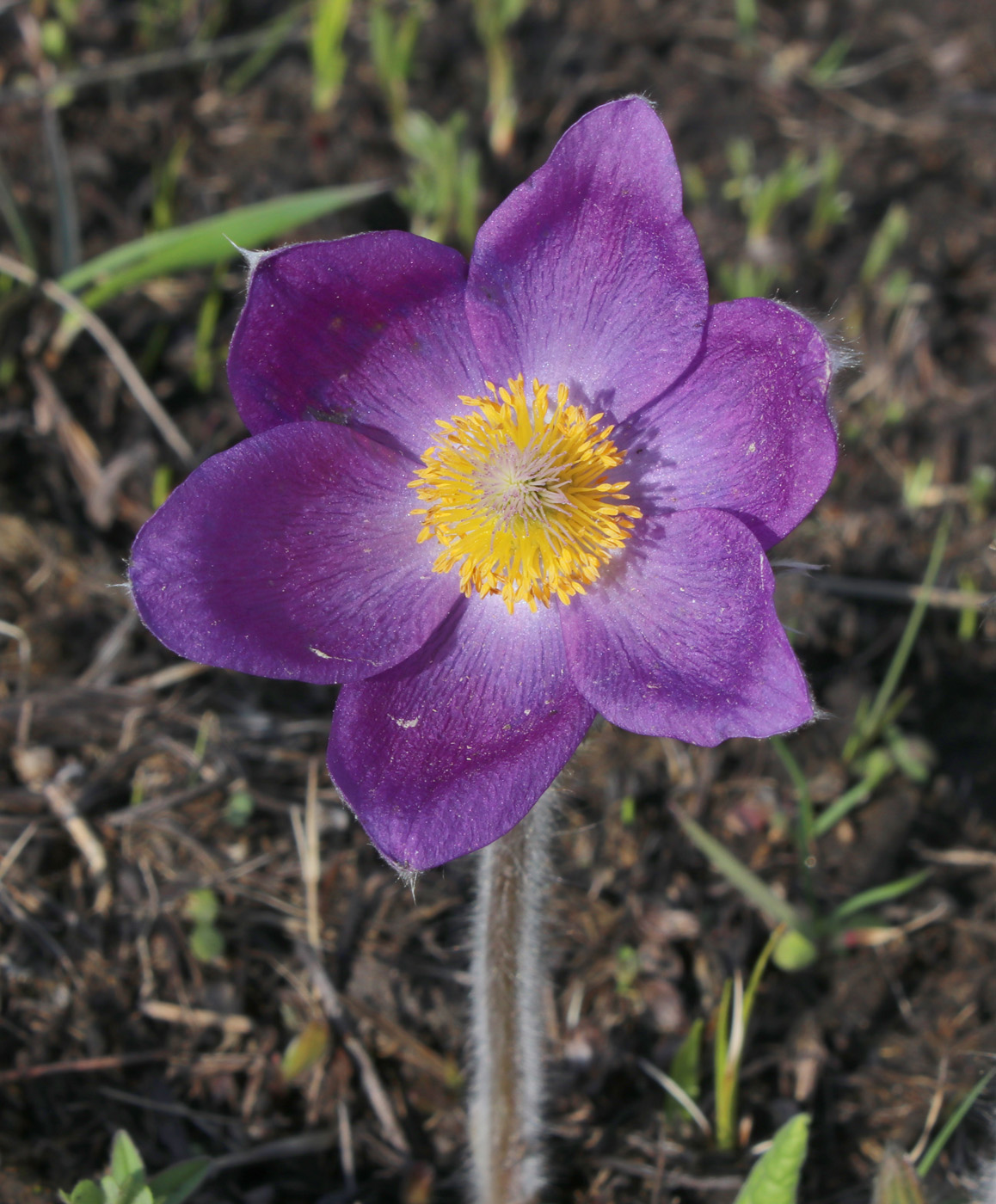 Image of Pulsatilla patens specimen.