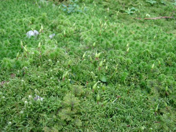 Изображение особи Ephippianthus schmidtii.