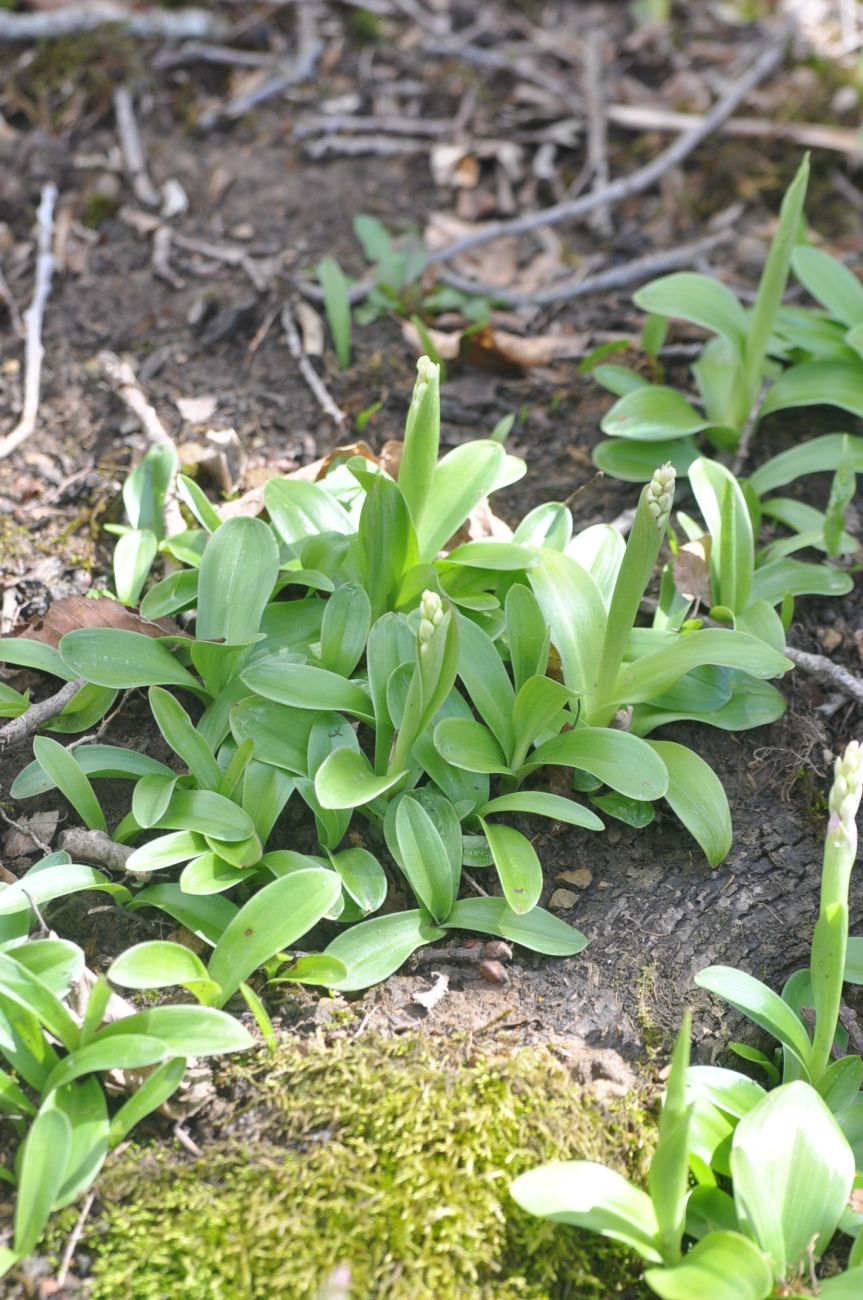 Изображение особи Orchis mascula.