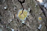 Lecanora symmicta