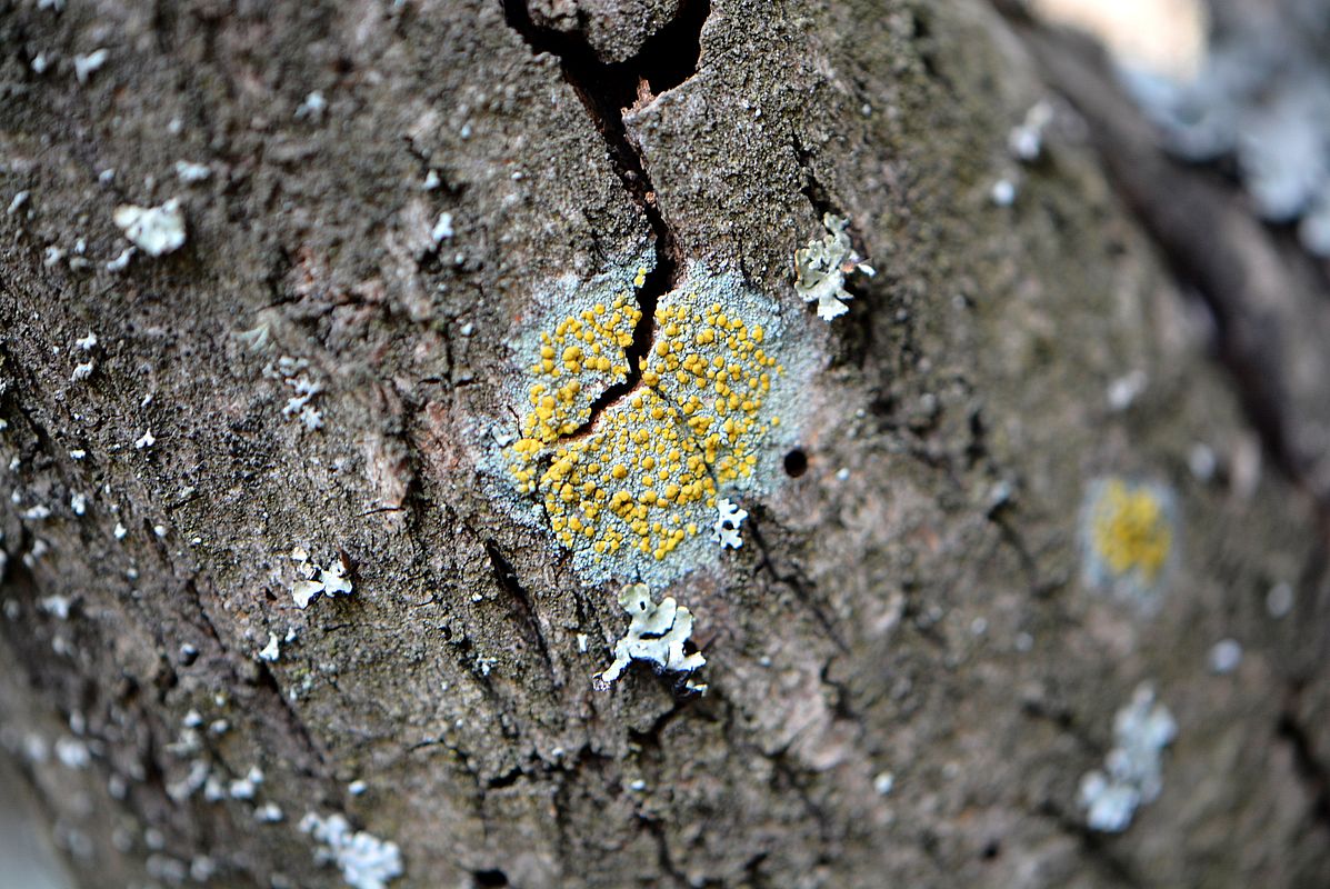 Изображение особи Lecanora symmicta.