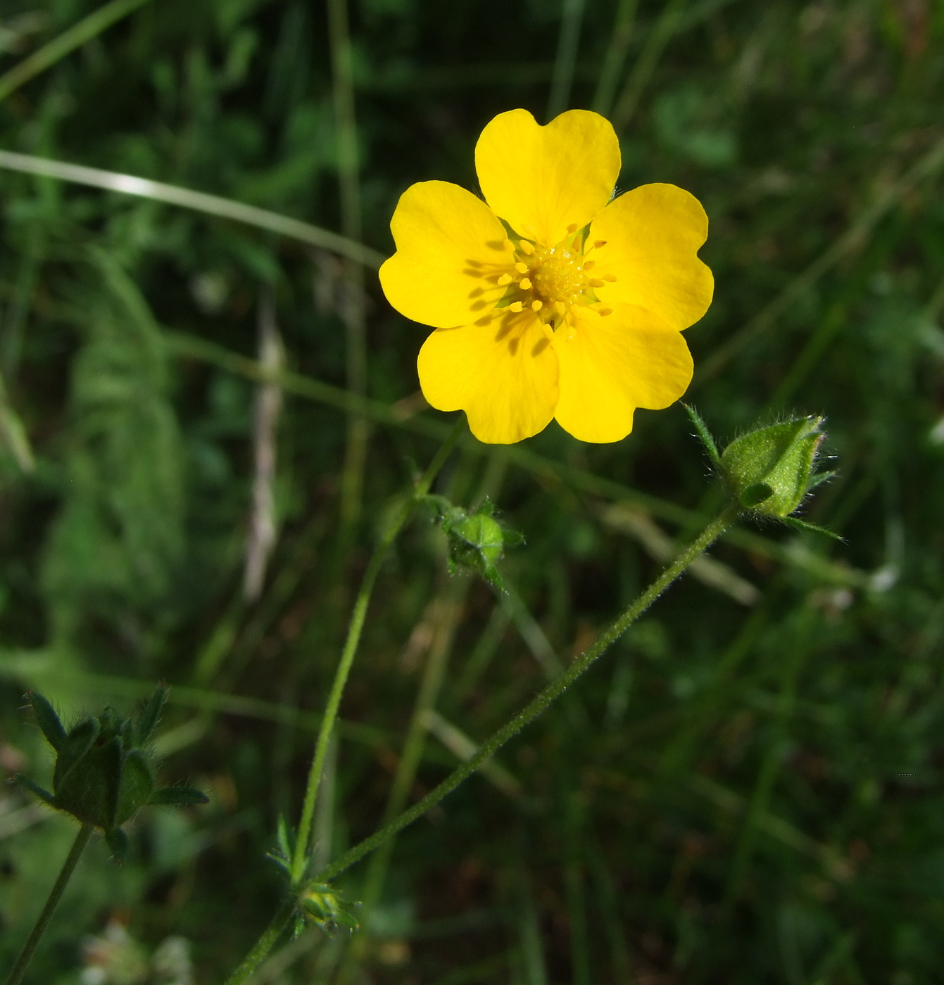 Изображение особи Potentilla chrysantha.