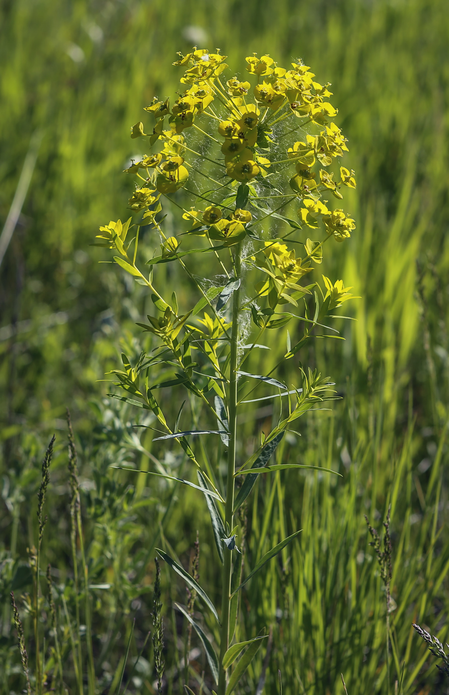 Image of Euphorbia virgata specimen.