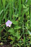 Calystegia hederacea