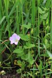 Calystegia hederacea