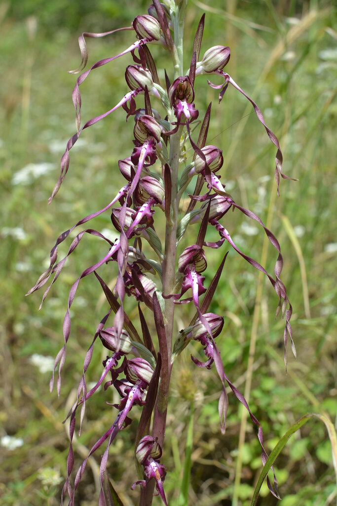 Image of Himantoglossum calcaratum ssp. rumelicum specimen.