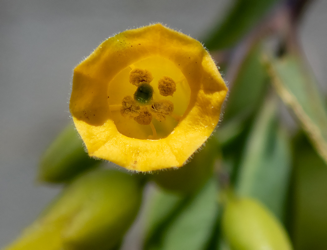 Image of Nicotiana glauca specimen.