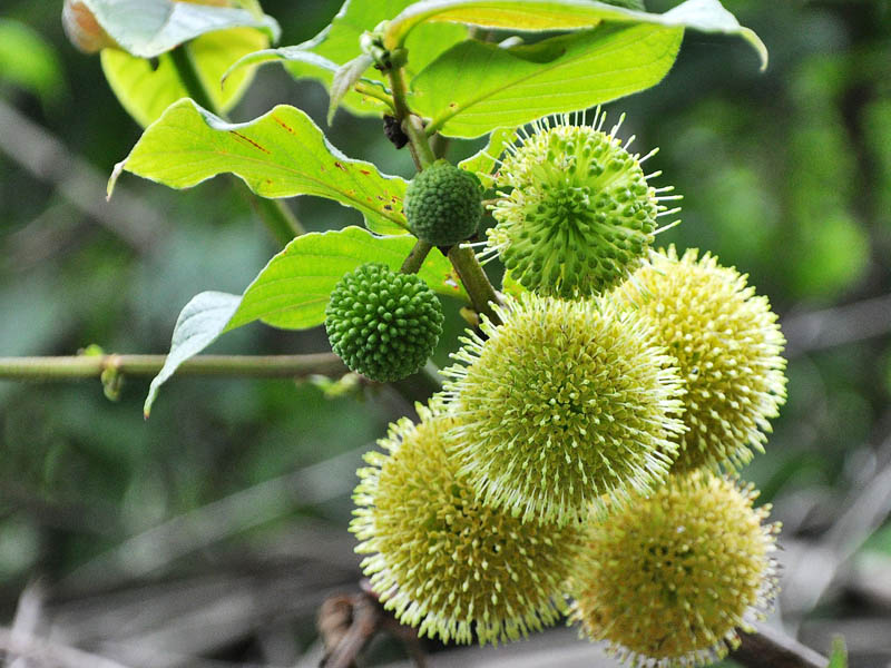 Изображение особи семейство Rubiaceae.