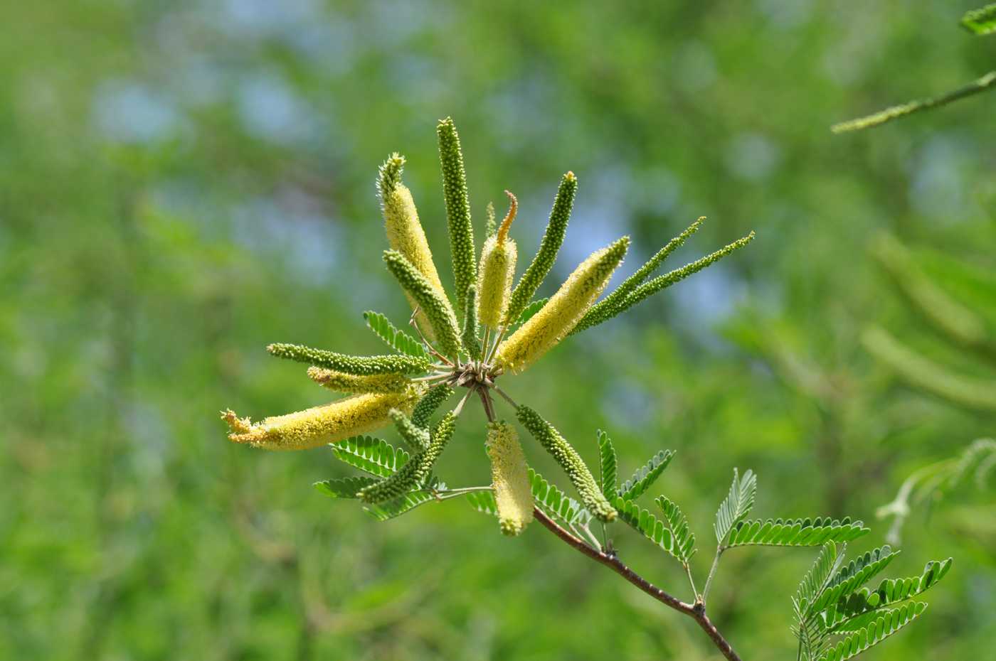 Image of Prosopis juliflora specimen.