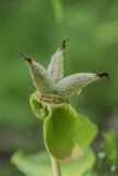 Paeonia caucasica. Плод. Краснодарский край, Абинский р-н, окр. станицы Шапсугская, дубово-грабовый лес. 15.05.2021.