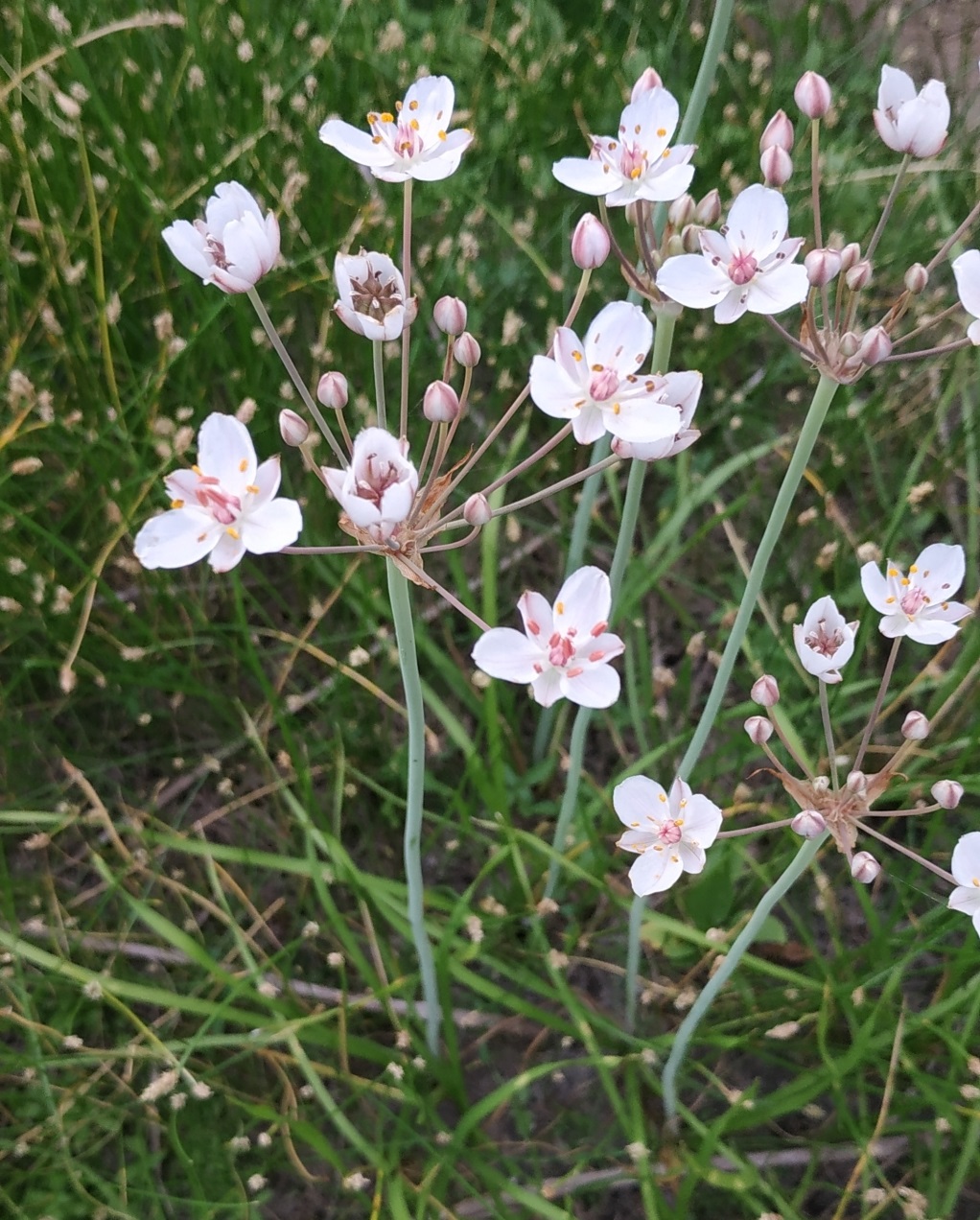 Изображение особи Butomus umbellatus.