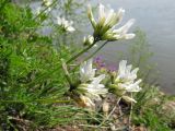 Astragalus ceratoides