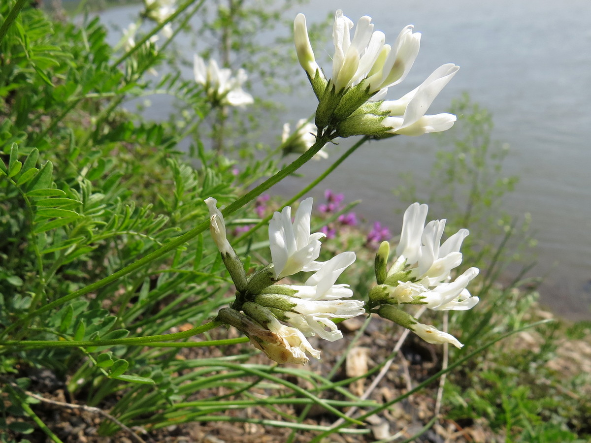 Image of Astragalus ceratoides specimen.