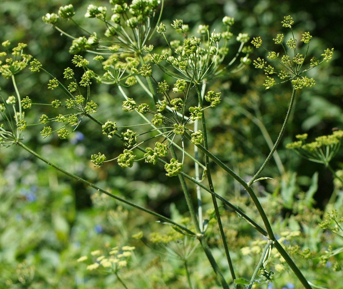 Image of Heracleum sibiricum specimen.