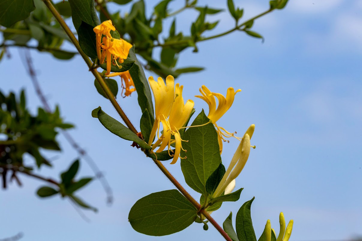 Image of Lonicera japonica specimen.