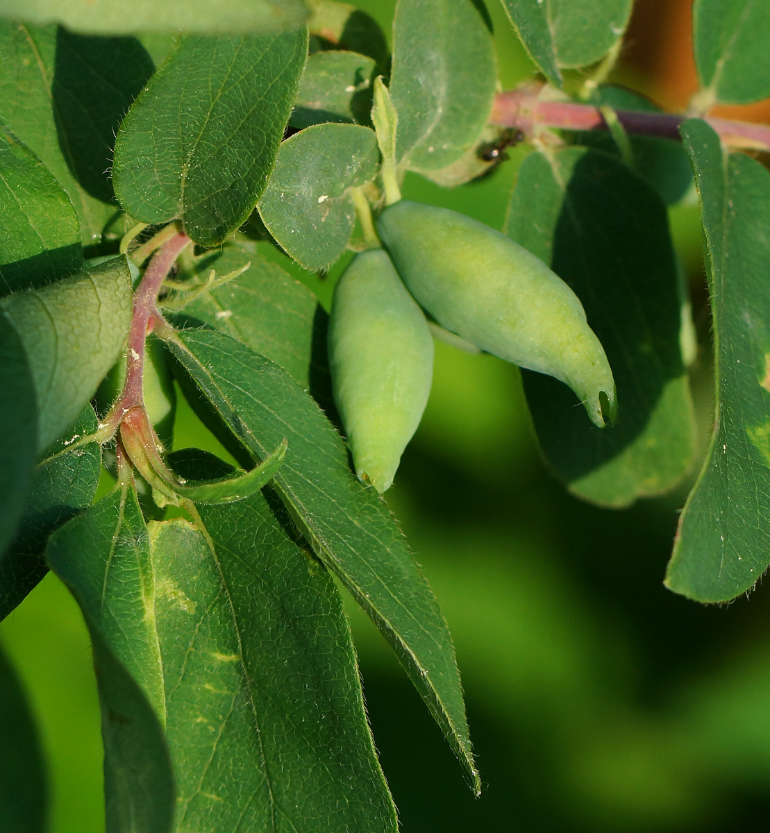 Image of Lonicera edulis specimen.