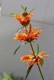 Leonotis nepetifolia