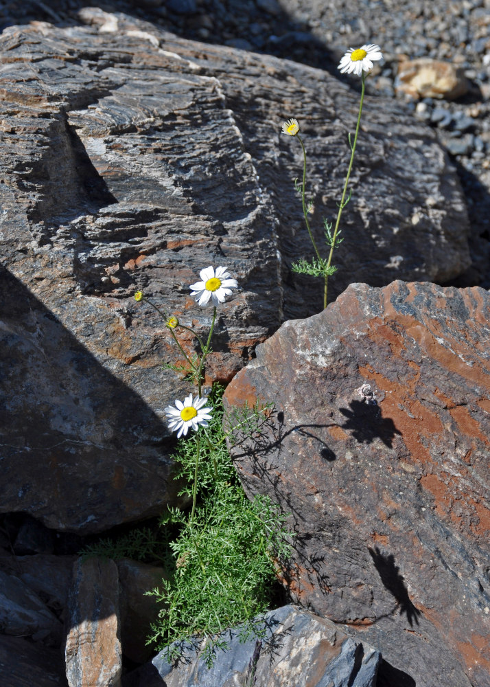 Image of Tripleurospermum ambiguum specimen.